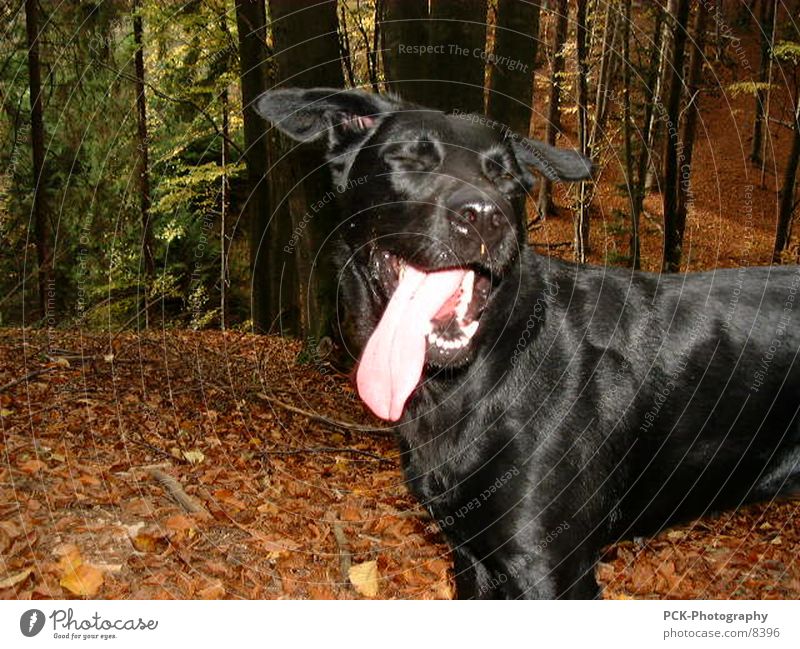 doggy Dog Labrador Crossbreed Forest Black Pelt Joy Tongue Set of teeth