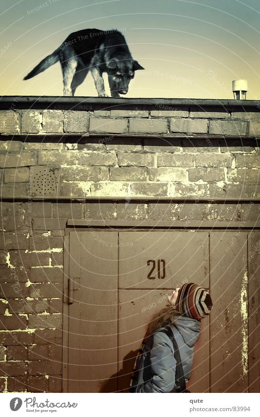 Bird reincarnation Garage Animal dog bricks roof door Safety Wall (barrier)