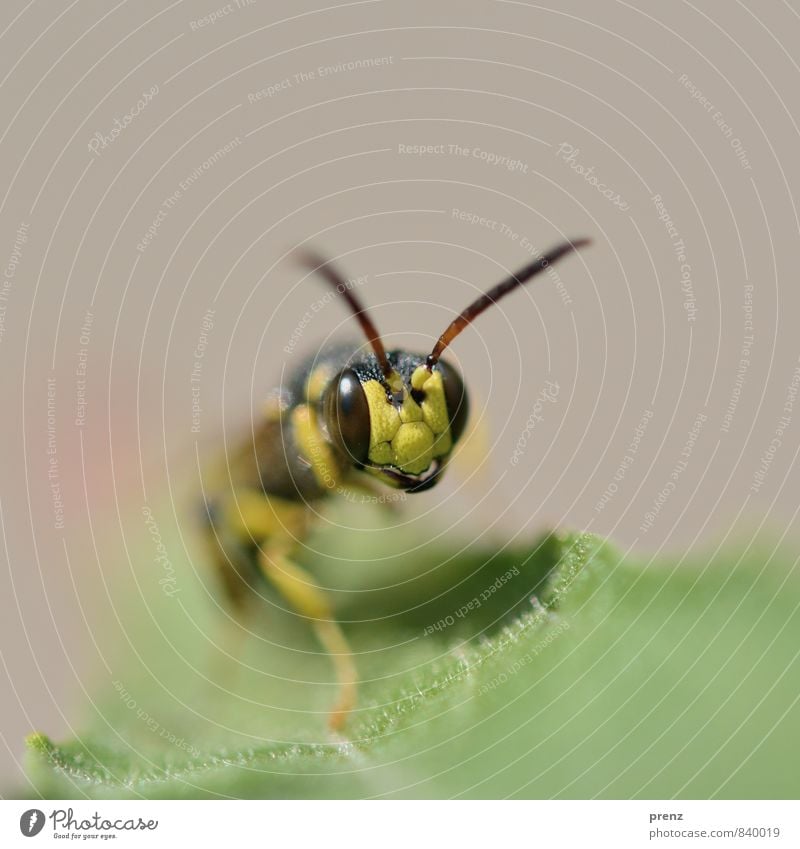 Hoverfly frontal Environment Nature Animal Wild animal 1 Yellow Green Hover fly Insect Leaf Colour photo Exterior shot Close-up Macro (Extreme close-up)