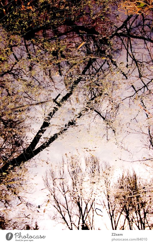 forest fantasies II Snowscape Forest Fantasy literature Reflection Green Branchage Tree Nature Leaf Blur Muddled Glittering Dream Magenta Physics muddled up