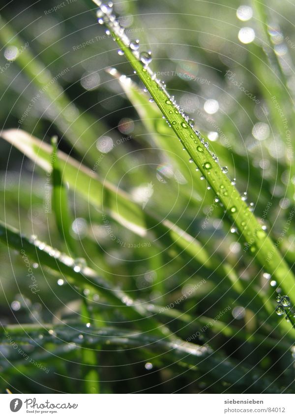 ...everything looks so new. Lighting Glittering Beautiful Meadow Grass Blade of grass Green Drops of water Damp Wet Fresh Juicy Colour Spring glistening