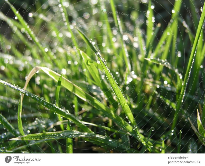 When the sun is shining... Lighting Glittering Beautiful Meadow Grass Blade of grass Green Drops of water Damp Wet Fresh Juicy Celestial bodies and the universe
