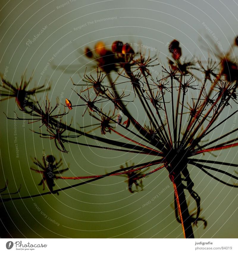 stars Lake Plant Dry Dill Thorny Umbellifer Death Part of the plant Limp Wild plant Environment Botany Natural phenomenon Autumn Transience Dried Wild animal