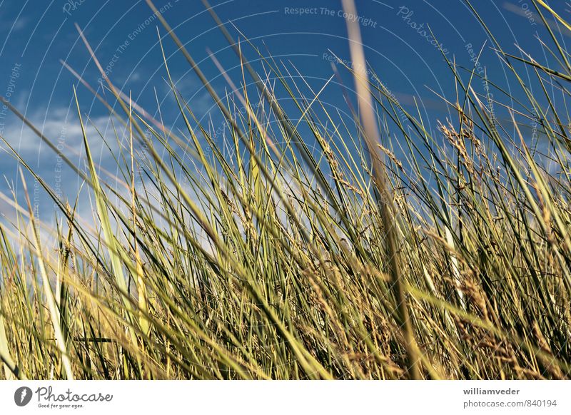 Green dune grass with blue sky Wellness Harmonious Well-being Contentment Calm Meditation Fragrance Vacation & Travel Tourism Trip Freedom Summer