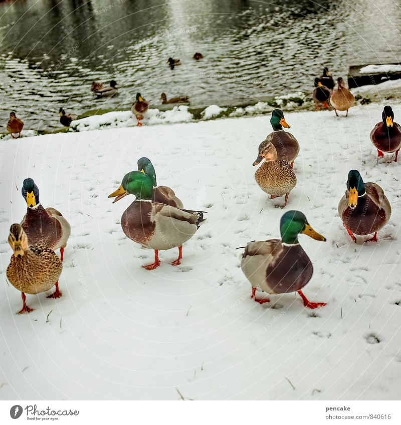 cold fins Nature Elements Water Winter Snow Lakeside Pond Group of animals Friendliness Happiness Cold Together Mallard Colour photo Exterior shot Close-up
