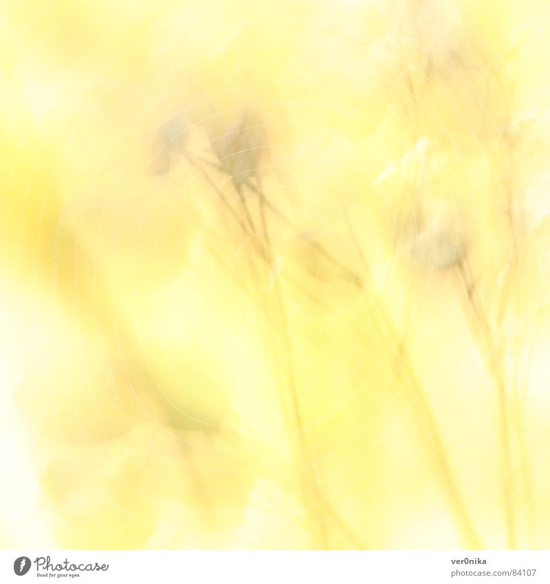 summer Summer Flower Field Sun Yellow Light Physics Warmth Meadow flower