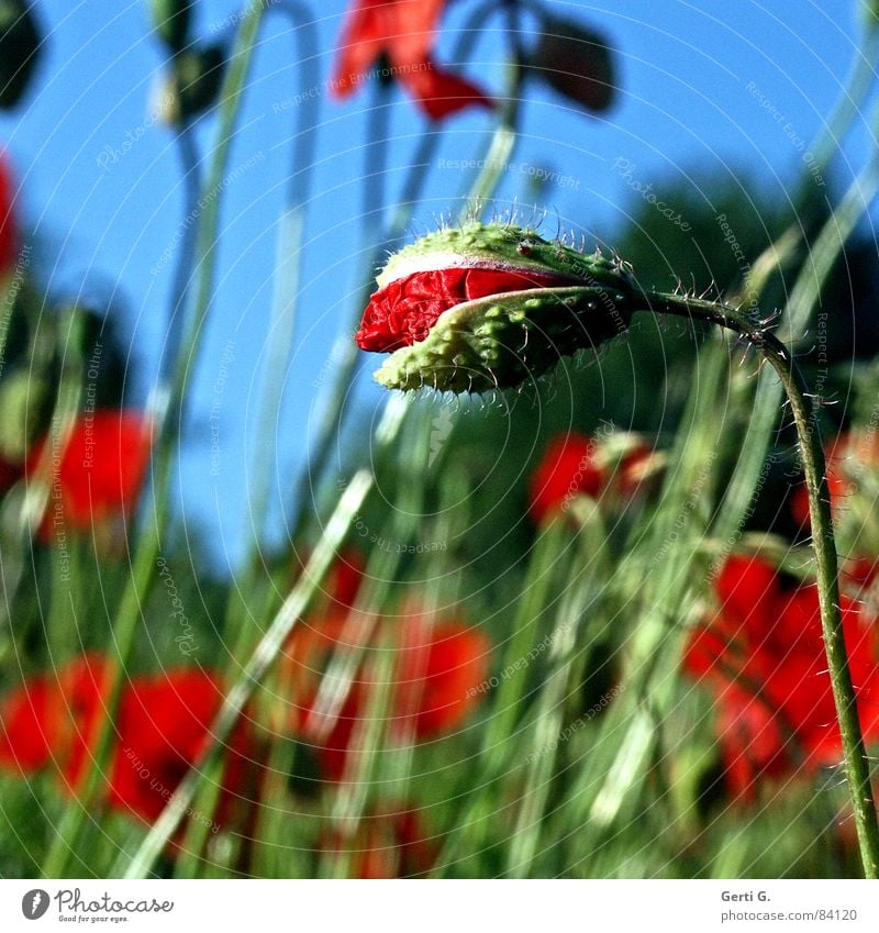 whole poppy Profound Corn poppy Burst Broken up Flower Poppy Red Delicate Thorny Open Green Gaudy Multicoloured Fresh Intrusive Blossoming Spring Bouquet