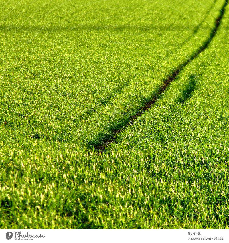 line in the landscape Raw materials and fuels Cereals Agriculture Field Food Cornfield Green Wind Summer Square Diagonal Sowing Line Furrow Bilious green Grass