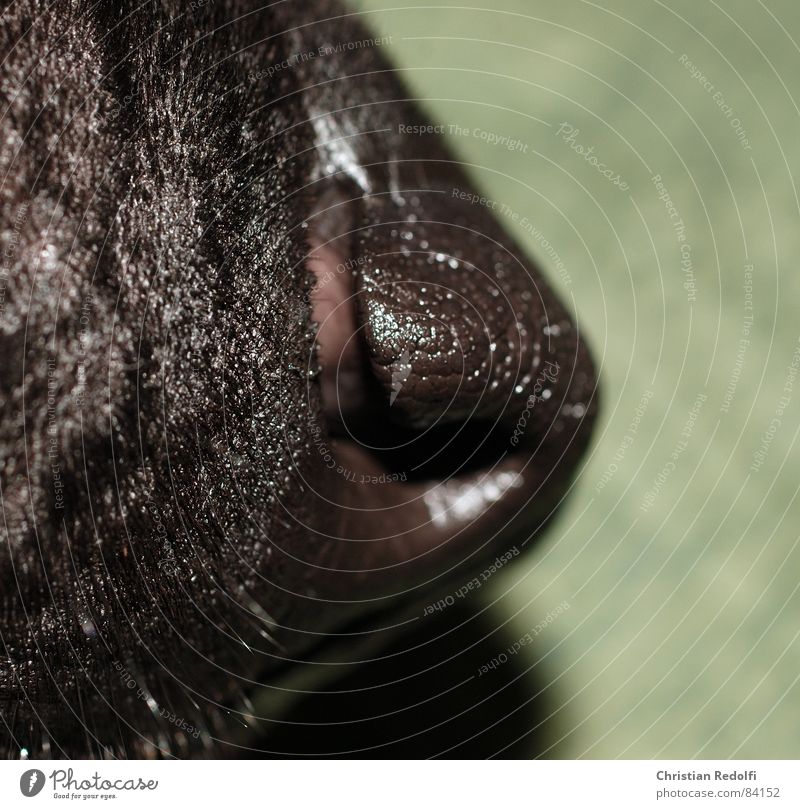 Schnuffi Dog Snout Black Green Nose Mouth Hair and hairstyles Animal Organ Parts of body Macro (Extreme close-up) Close-up