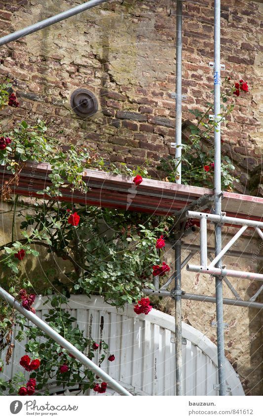 rose on scaffold. Living or residing House building Redecorate Gardening Construction site Craft (trade) Scaffold Plant Rose Blossom Park