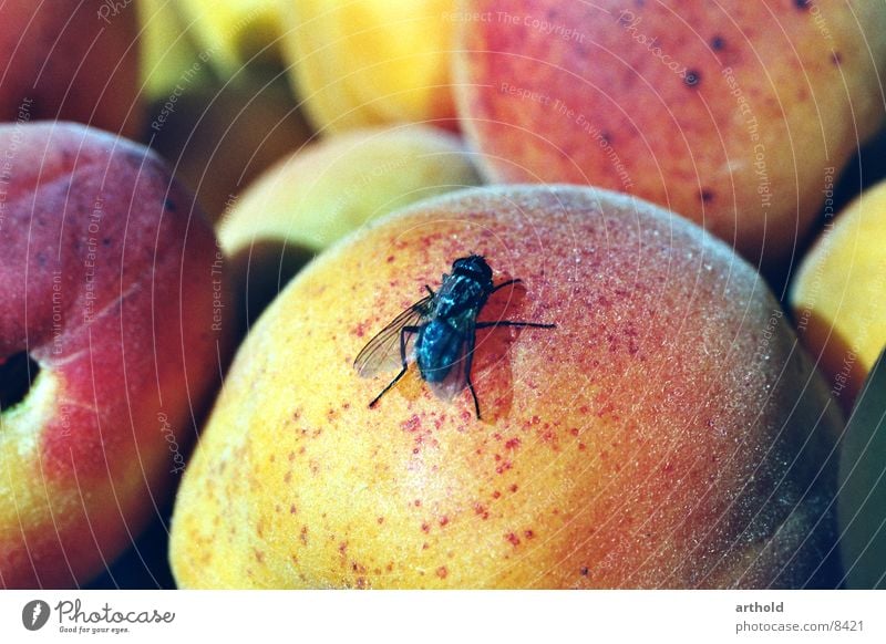 Sweet landing Insect Nuisance Apricot Fruit basket Still Life Juicy Delicious Transport Flying apricots