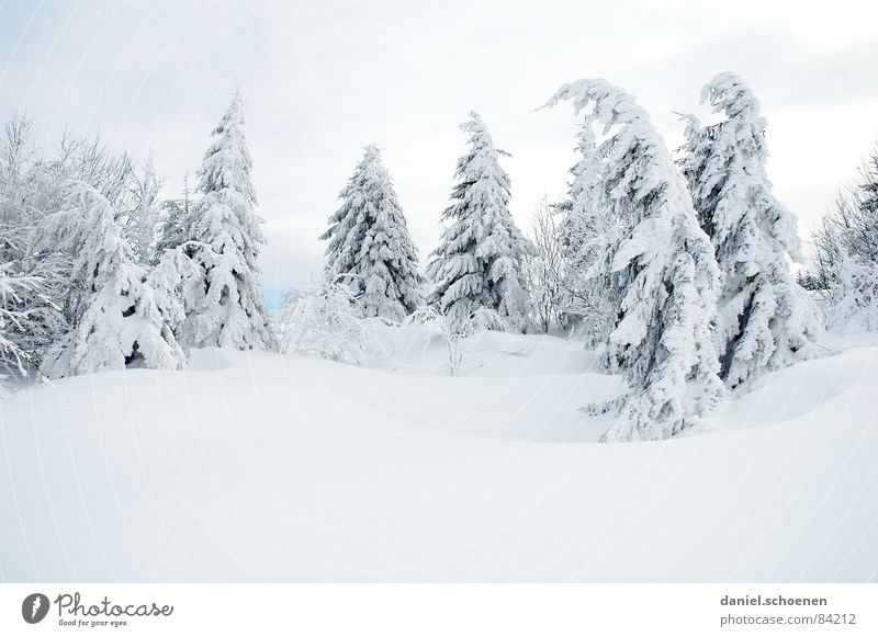 winter trees - winter dreams Tree Vacation & Travel Winter vacation Black Forest Deep snow Powder snow Fir tree Gray Mysterious White Unclear Skier Illuminating