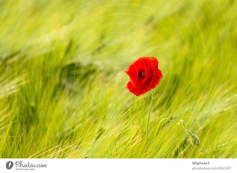 early summer poppy Trip Summer Nature Plant Sunlight Beautiful weather Flower Blossom Wild plant Poppy Poppy blossom Meadow Field Green Red Wheatfield