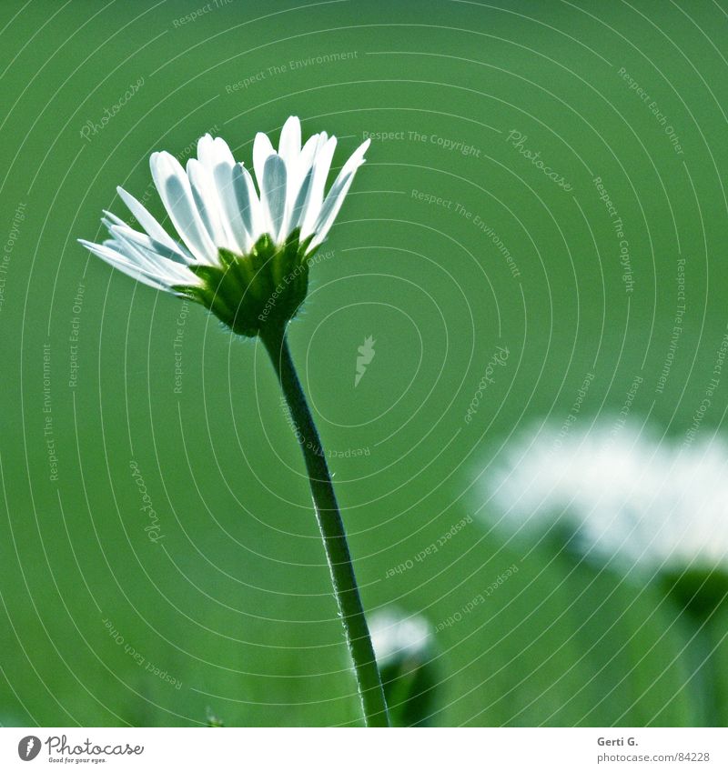 daisy's day Herb tea Medicinal plant Blossom Stalk Flower meadow Marguerite Nature Summer Meadow Meadow flower Fresh Oracle Spring Summery Easy Elated Plucking