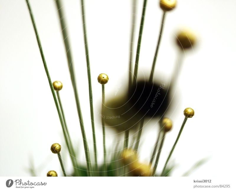 golden plans Sphere Flower Plant Green Stalk Round Bouquet Botany Blade of grass Part of the plant Florist Circle Grass Gold Decoration Macro (Extreme close-up)