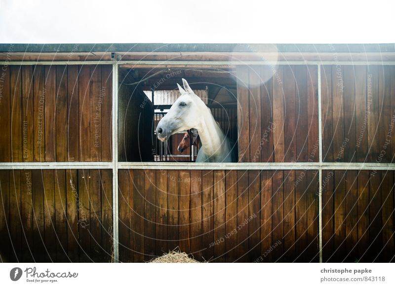 white beauty Leisure and hobbies Equestrian sports Barn Stable Animal Farm animal Horse 1 Looking Pride Gray (horse) horse box Colour photo Exterior shot