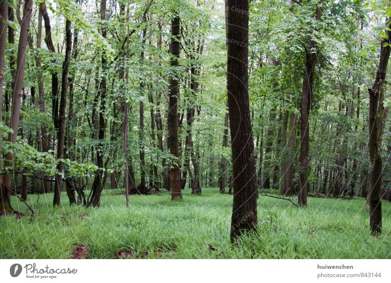 forest Nature Landscape Plant Spring Summer Tree Grass Forest Virgin forest Natural Brown Green Serene Calm Comfortable Colour photo Exterior shot Deserted Day
