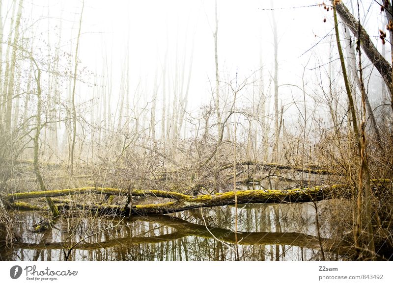 magic forest Environment Nature Landscape Autumn Bad weather Fog Tree Bushes Forest Healthy Bright Cold Sustainability Natural Gloomy Calm Loneliness