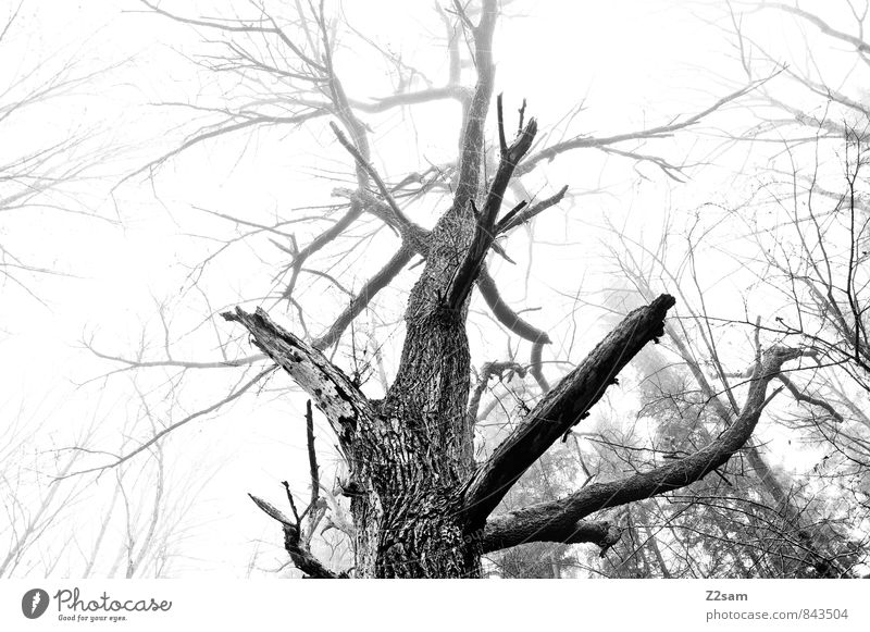 big brother Environment Nature Landscape Bad weather Fog Tree Bushes Dark Gigantic Large Cold Sustainability Natural Esthetic Uniqueness Elegant Healthy Idyll