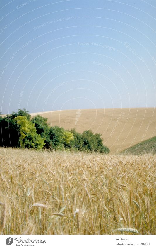 cereal fields Field Hill Federal State of Lower Austria Grain Cornfield granary hilly country Weinviertel Eastern Austria