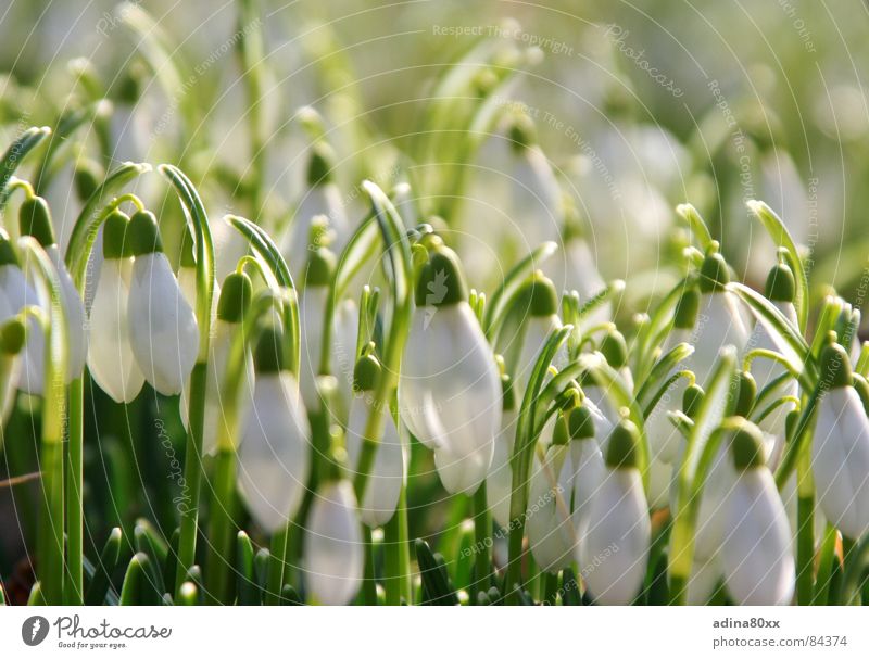 somehow pure... Snowdrop Delicate Caresses Green Pure Fresh Spring Flower White Illuminating Revitalizing Grass Clean Graceful Sensitive Garden Park Nature