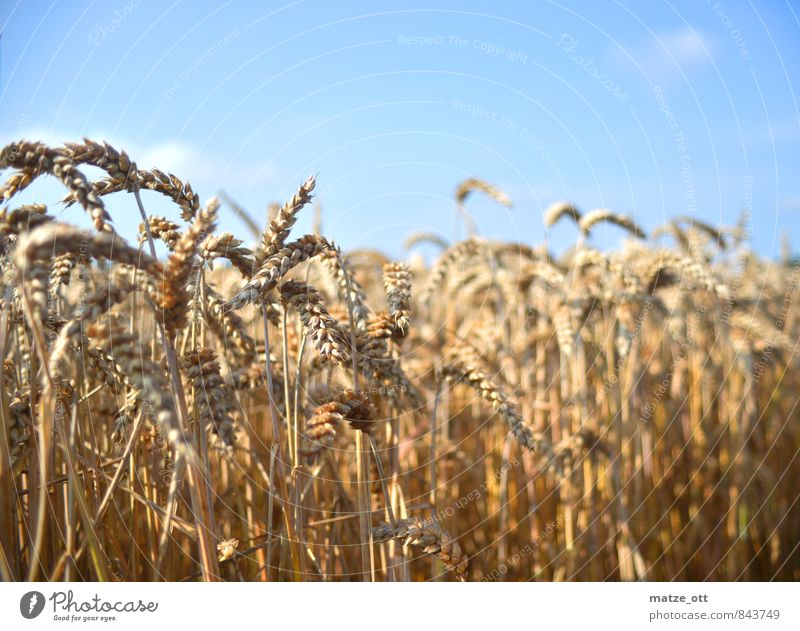 Grain field in summer Agriculture Forestry Nature Landscape Sunlight Summer Beautiful weather Plant Agricultural crop Field Cornfield Rye Spring fever