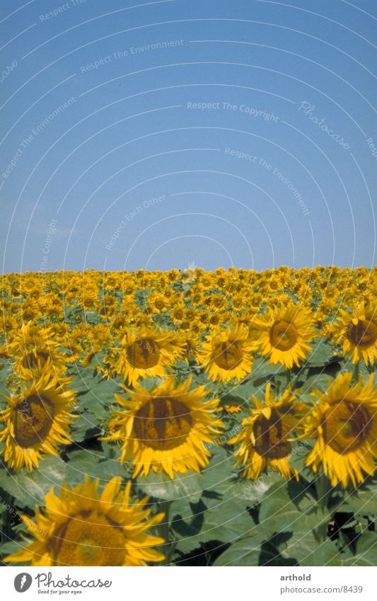 Sunny to the horizon Sunflower Sunflower field Flower field Plant Crops Oleiferous fruit Blossom Blossoming