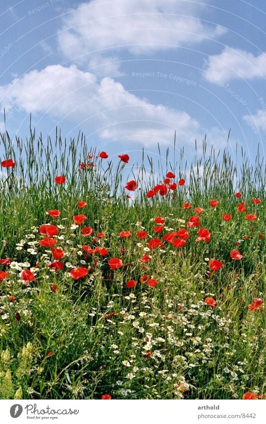 Beautiful road ditch Flower Meadow Flower meadow Green Clouds Poppy Corn poppy Spring Summer Blossom Grass Sky Blossoming Escarpment