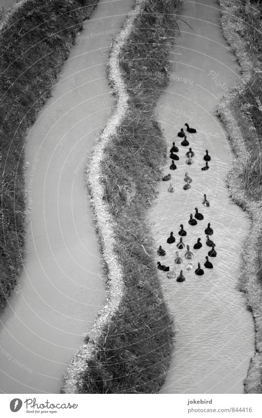 duck drops Coast River Bird Duck Group of animals Swimming & Bathing Black & white photo Exterior shot Deserted Copy Space left Day Bird's-eye view