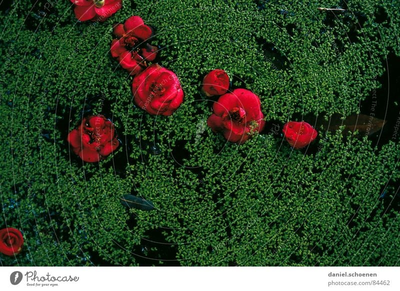 red-green Flower Blossom Asia Japan Abstract Red Green Dark Transience Converse Violet Verdant camellia Contrast Water Point Plant Nature short-lived