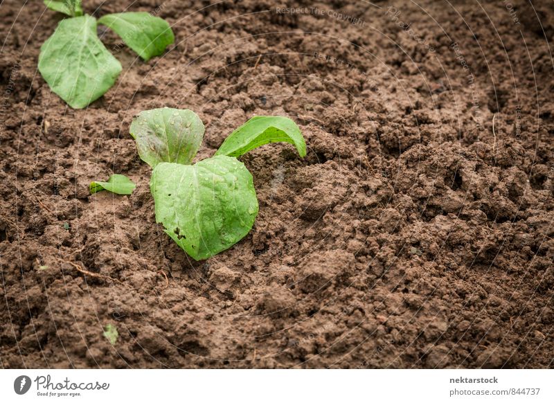 New vegetables grow in the garden Vegetable Lettuce Salad Nature Plant Summer Healthy Brown Green soil growing sprout growth young new dirt farm agriculture