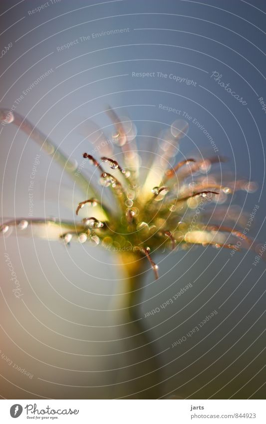 numinous Plant Water Drops of water Flower Blossom Elegant Glittering Natural Beautiful Nature Colour photo Exterior shot Close-up Macro (Extreme close-up)