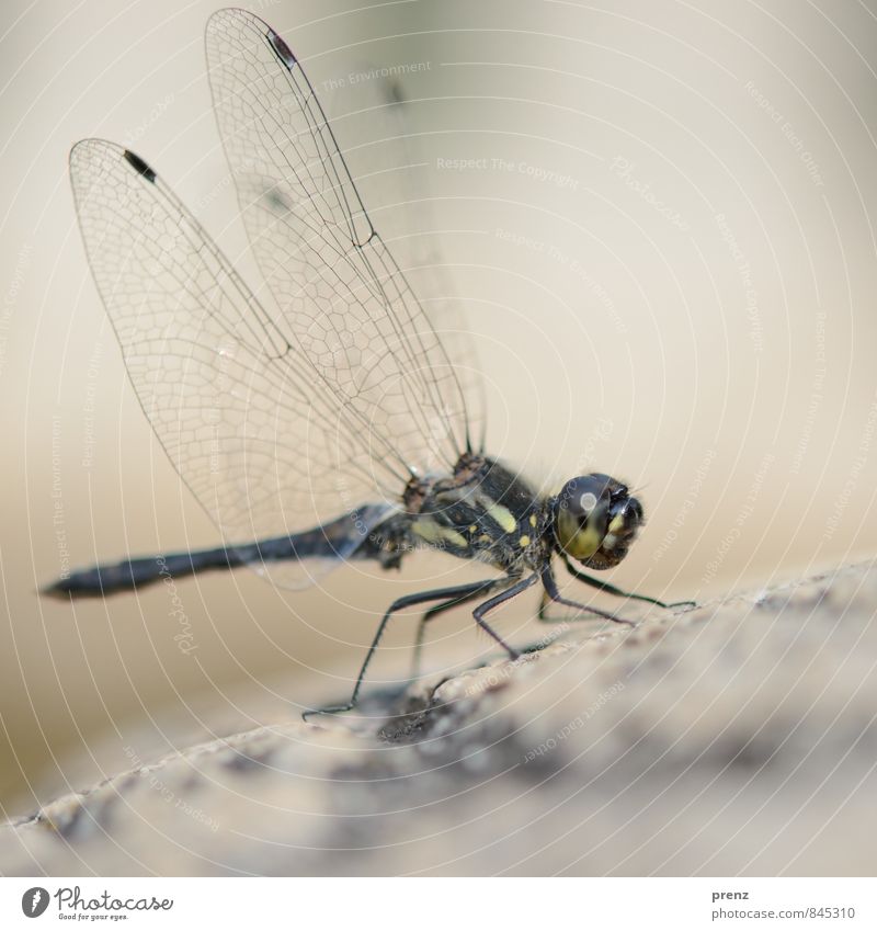grand Environment Nature Animal Summer Beautiful weather Wild animal 1 Gray Green Dragonfly Insect Wing Colour photo Exterior shot Close-up
