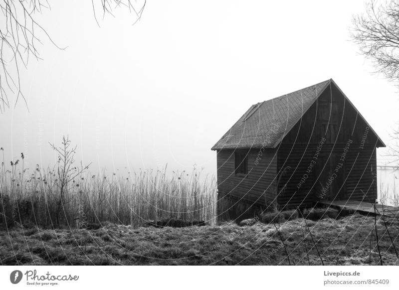 Boathouse on the shore of the small Müritz Environment Nature Landscape Plant Water Sky Clouds Sunlight Autumn Tree Grass Bushes Wild plant Common Reed Lakeside