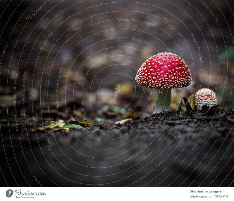 fly agaric Plant Earth Forest Eating Happiness Red Happy Diligent Amanita mushroom Poison lucky devil Mushroom Colour photo Close-up Deserted Copy Space left
