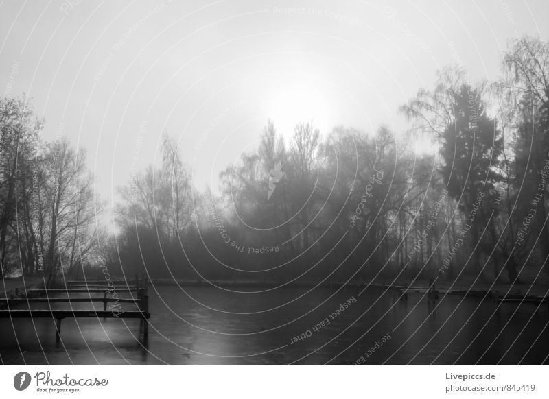 on the shore of the small Müritz Environment Nature Landscape Plant Water Sky Sun Sunrise Sunset Sunlight Autumn Fog Tree Bushes Lakeside Wood Wild Soft Gray