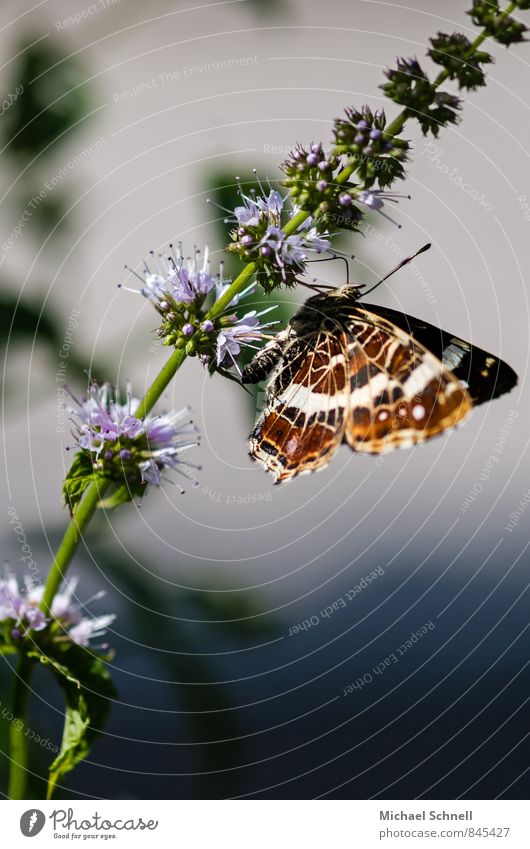 butterfly summer Animal Summer Butterfly 1 Fresh Beautiful Natural Happy Contentment Delicate Fragile Colour photo Exterior shot Close-up