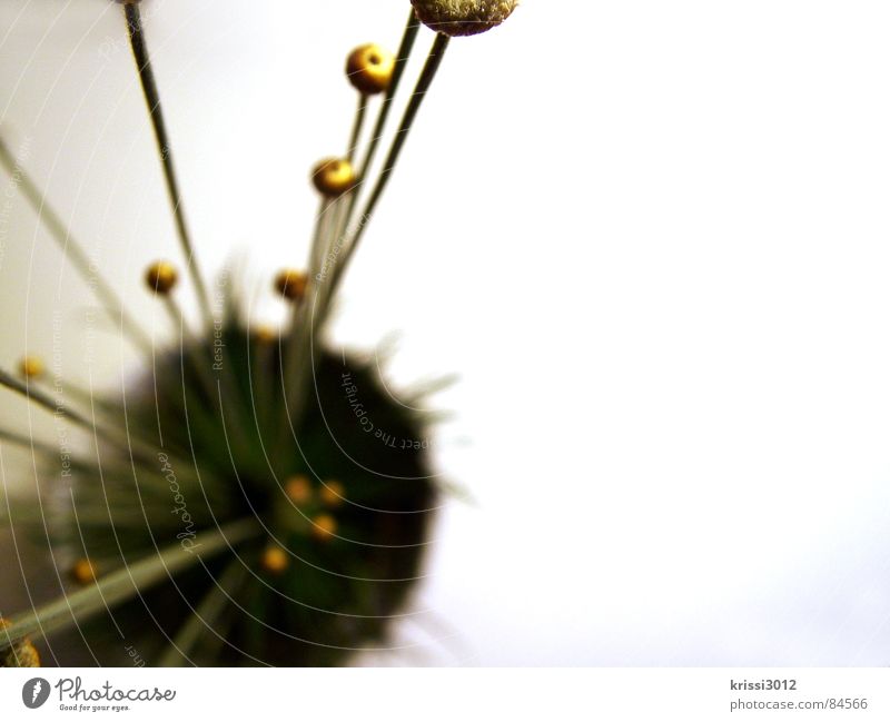 golden plant III Sphere Flower Plant Green Stalk Round Bouquet Botany Blade of grass Part of the plant Florist Circle Grass Gold Decoration