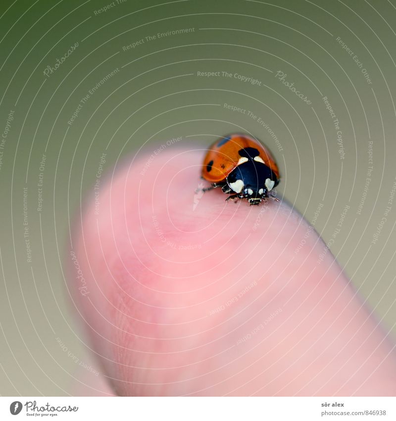 sure instinct Fingers Beetle Insect Ladybird 1 Animal Happy Intuition Good luck charm Colour photo Exterior shot Deserted Copy Space left Copy Space right