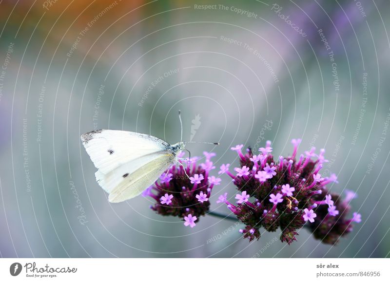 meal Environment Nature Plant Summer Flower Blossom Butterfly 1 Animal Violet Pink White Colour photo Exterior shot Macro (Extreme close-up) Deserted