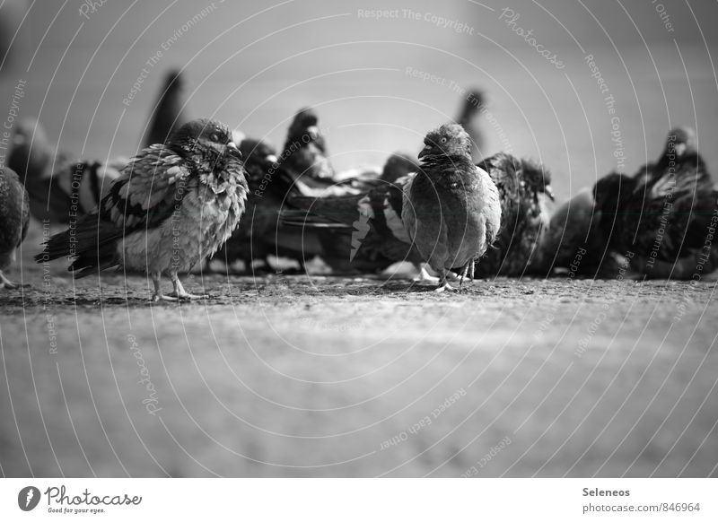 cold in the morning Animal Wild animal Bird Pigeon Animal face Wing Group of animals Flock Natural Black & white photo Exterior shot Deserted Day Light Shadow