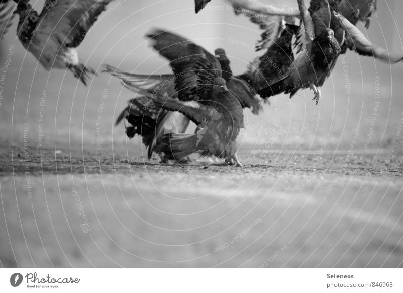Pigeons fly up Trip Adventure Freedom Street Animal Wild animal Bird Group of animals Flying Natural Airplane takeoff Departure Black & white photo