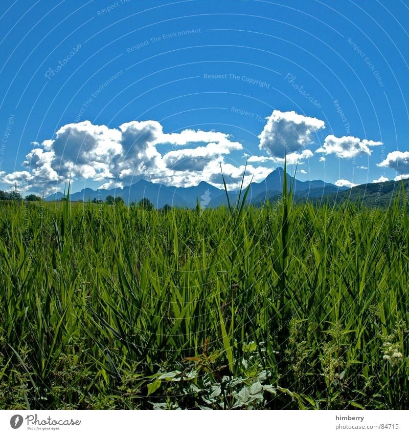 riviera royal Nature Grass Mountain Landscape Plant Sky Summer Meadow Green Environment Clouds Wilderness Imprint