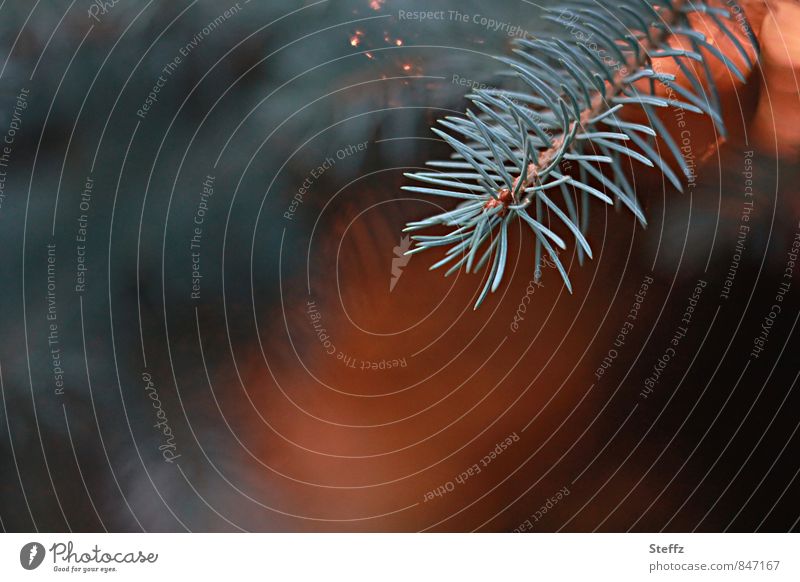 Dusk in the coniferous forest Twilight evening mood Coniferous forest evening light Evening rest silent Spruce spruce branch spruce needles certain light