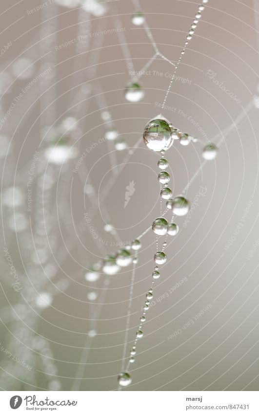 Foggy day in drops on a spider web Nature Water Drops of water Autumn Bad weather Spider's web To hold on Glittering Thin Authentic Simple Disgust Fluid Fresh