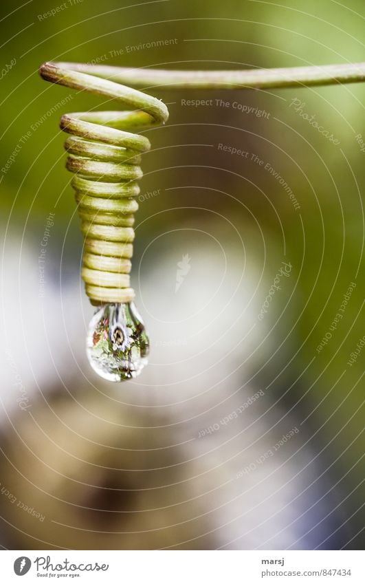 Patience! When's he gonna fall! Drops of water Summer Plant Flower Blossom Passion flower Magnifying glass Spiral Rotate Hang Reflection Relaxation