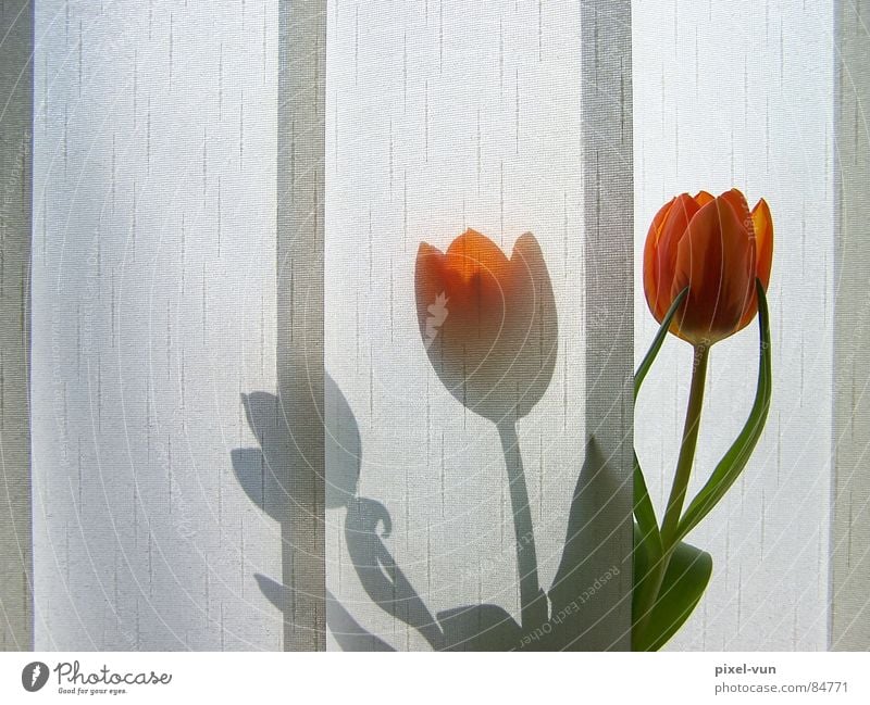 shadow play Market garden Bulb flowers Spring flower Tulip Vase Red Blossom Flower Spring flowering plant Light Visual spectacle Window Morning