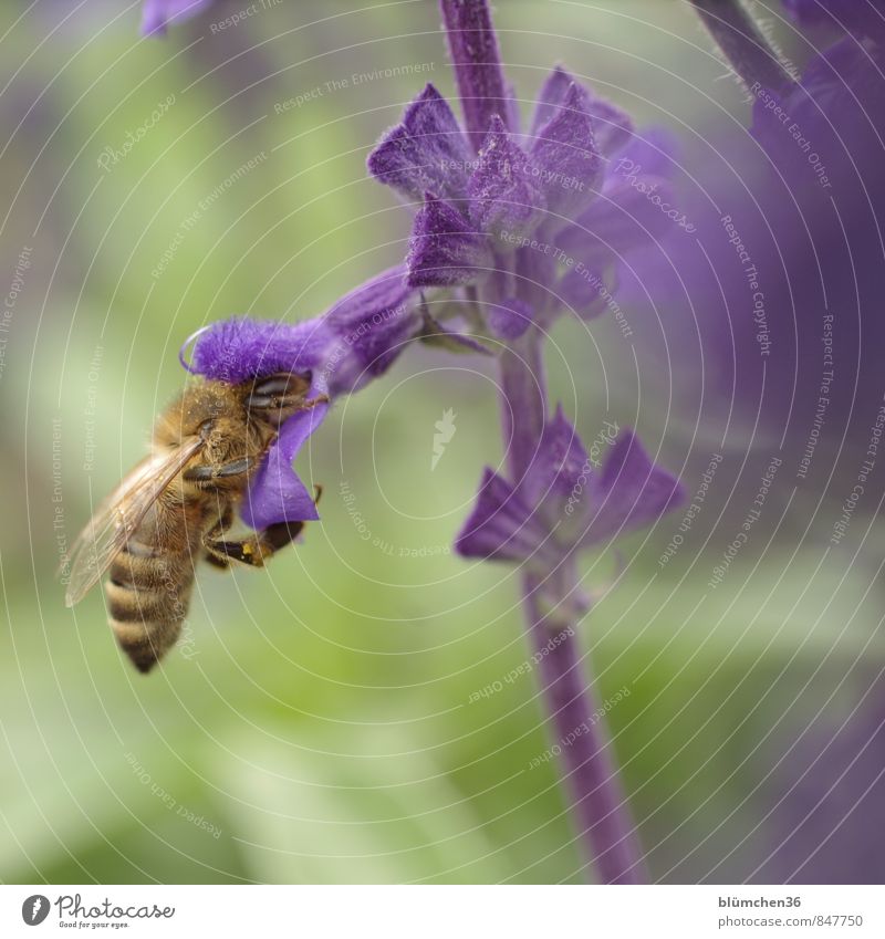 docking station Animal Farm animal Wild animal Bee Honey bee Insect Wing Pelt Beautiful Small Natural Feminine Sprinkle To feed Carrying Blossoming Violet