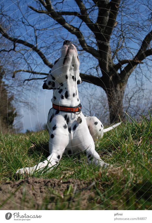 Spring is in the air! Dalmatian Dog To go for a walk Mammal enzo chien dalmation Walk the dog go out with the dog