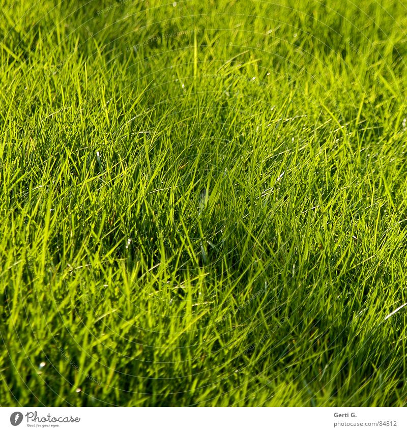 dash through the bill Horizontal line Easter egg nest Field Agriculture Green Bilious green Wind Summer Square Grass Blade of grass Oats Line Across Meadow